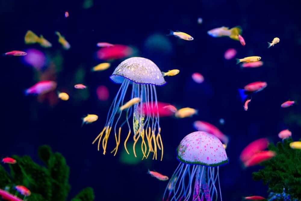 Crazy looking jellyfish in an aquarium